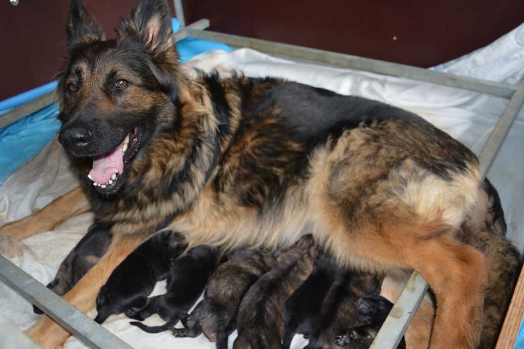 chiot Berger Allemand Poil Long De L'Ecuyer De La Branle